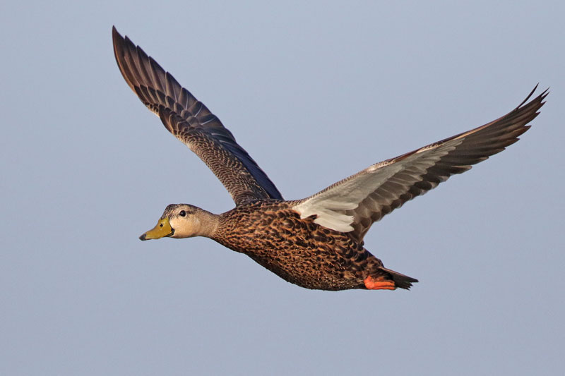 Mottled Duck