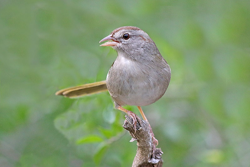 Olive Sparrow