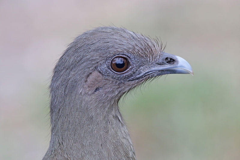 Plain Chachalaca