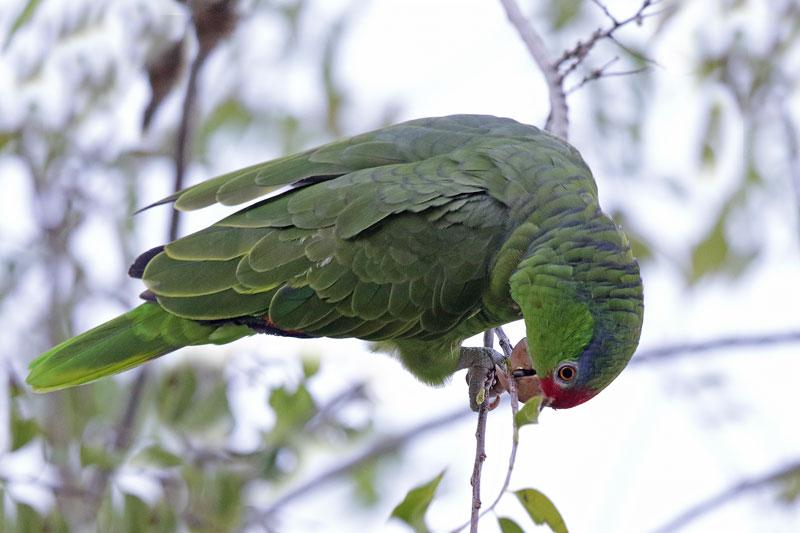 Red-crowned Parrot