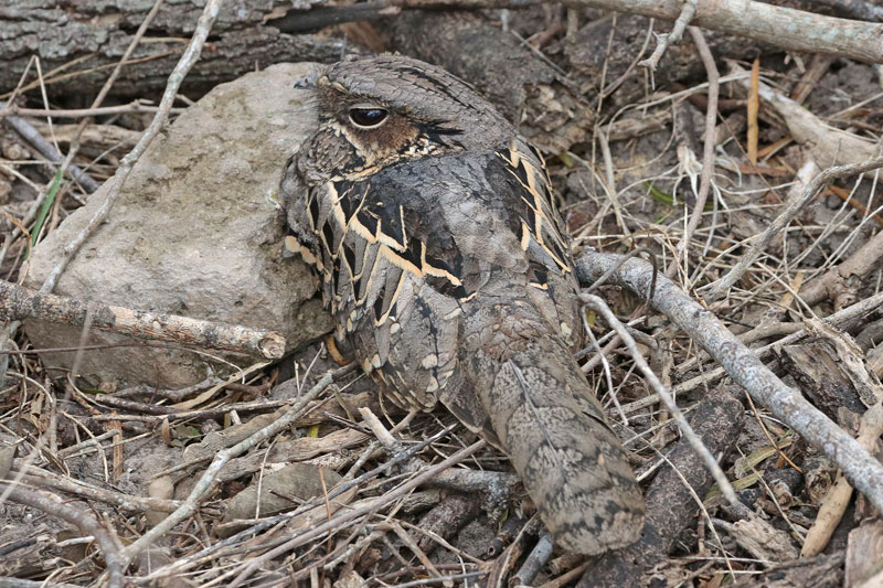 Common Pauraque