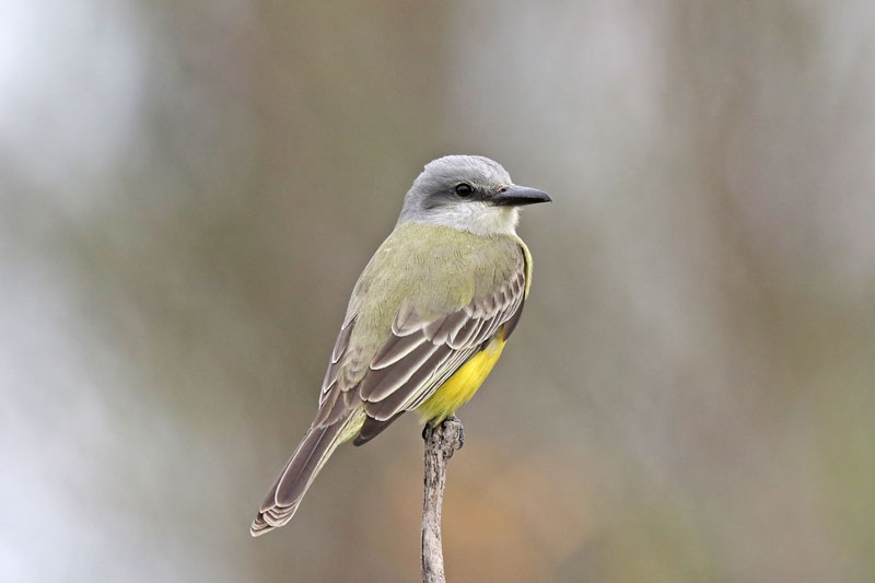 Couch's Kingbird
