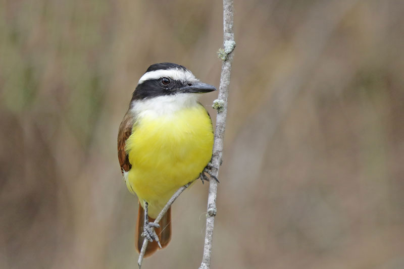 Great Kiskadee