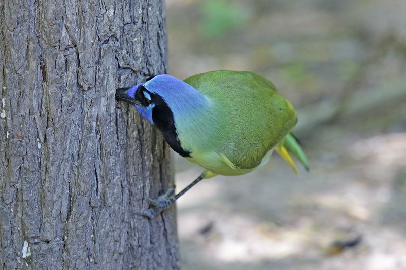 Green Jay