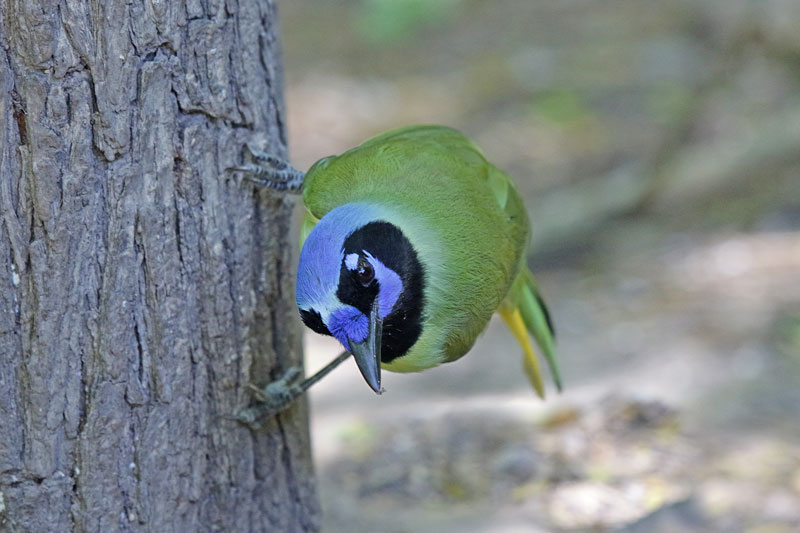 Green Jay