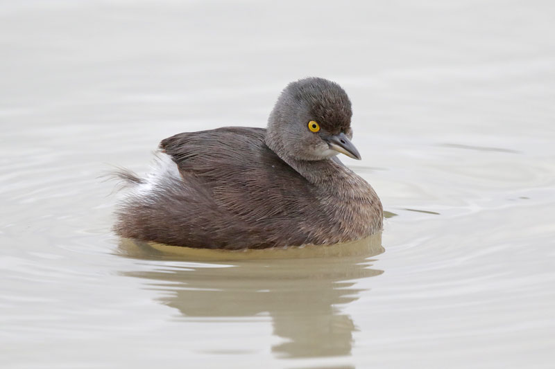 Least Grebe