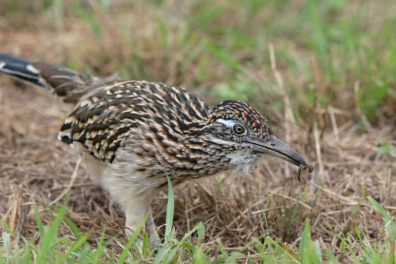 Greater Roadrunner