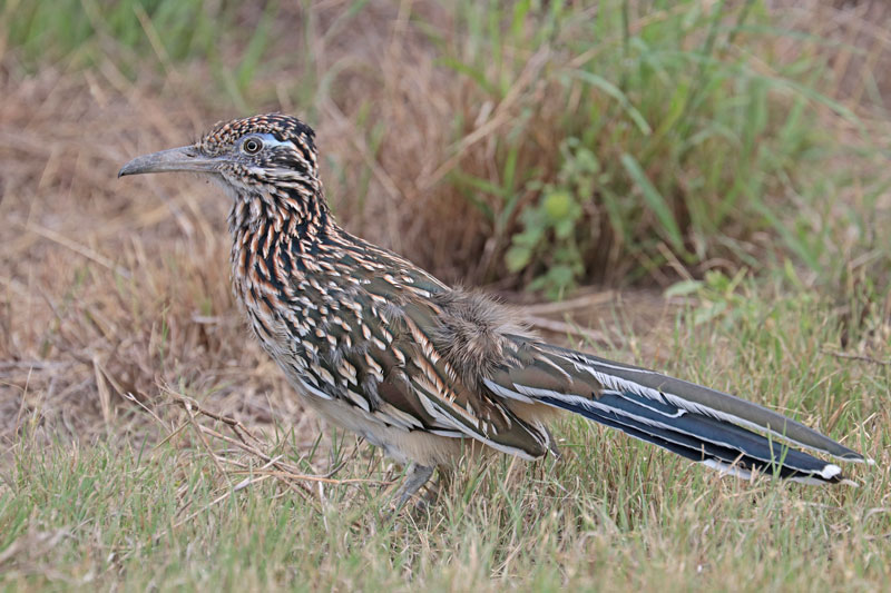 Greater Roadrunner