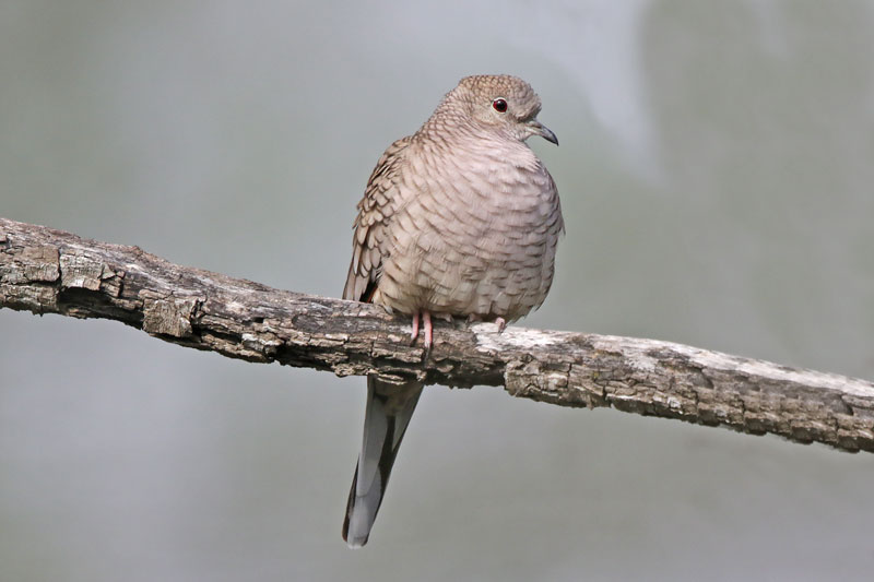 Inca Dove