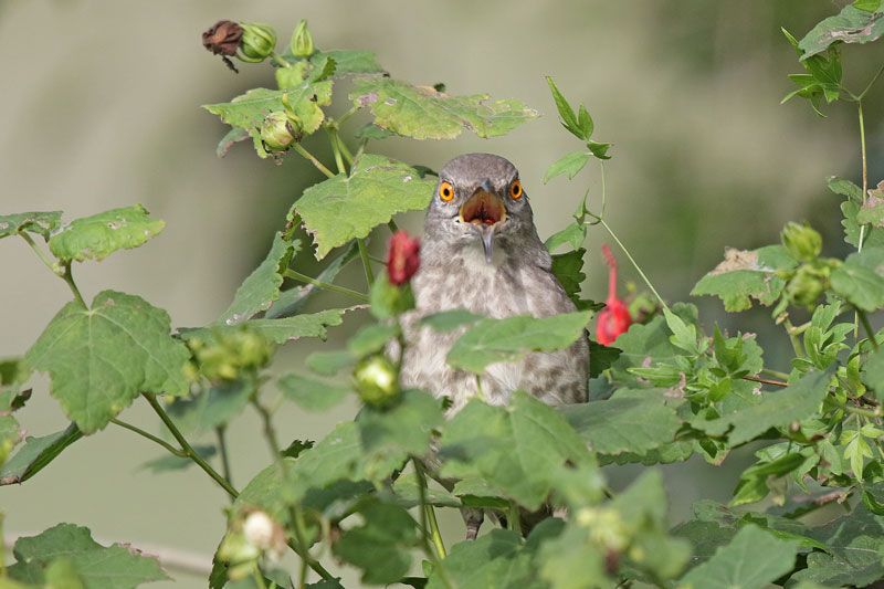 Curve-billed Thrasher