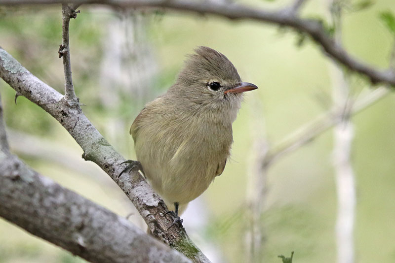 Northern Beardless Tyrannulet