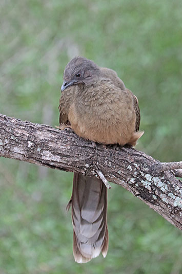 Plain Chachalaca