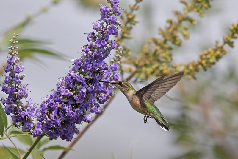 Black-chinned Hummingbird