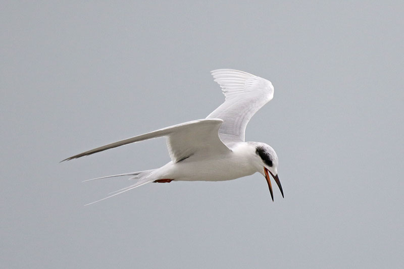Foster's Tern