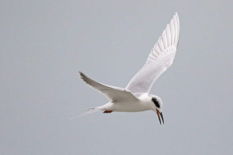 Foster's Tern