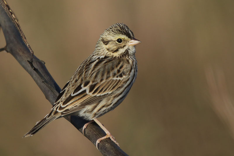 Savannah Sparrow