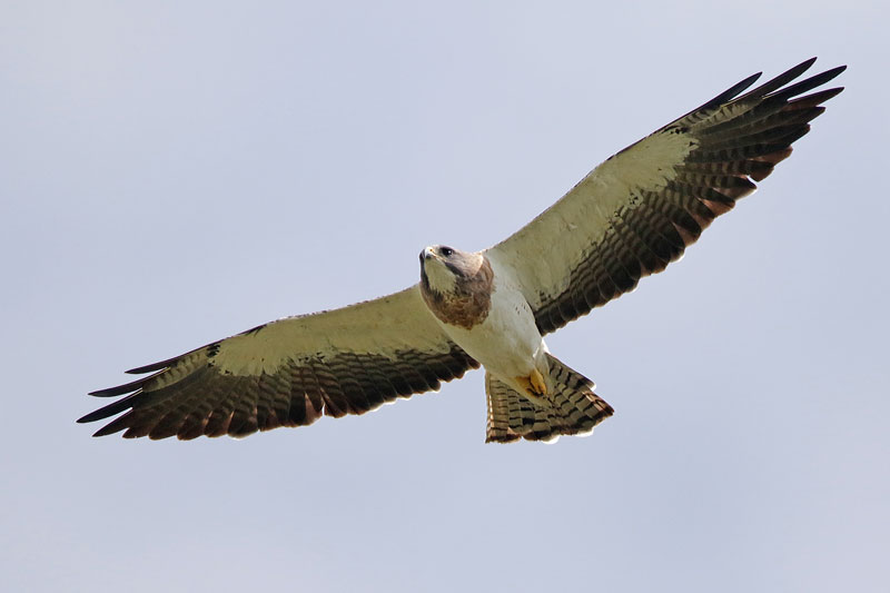 Swainson's Hawk