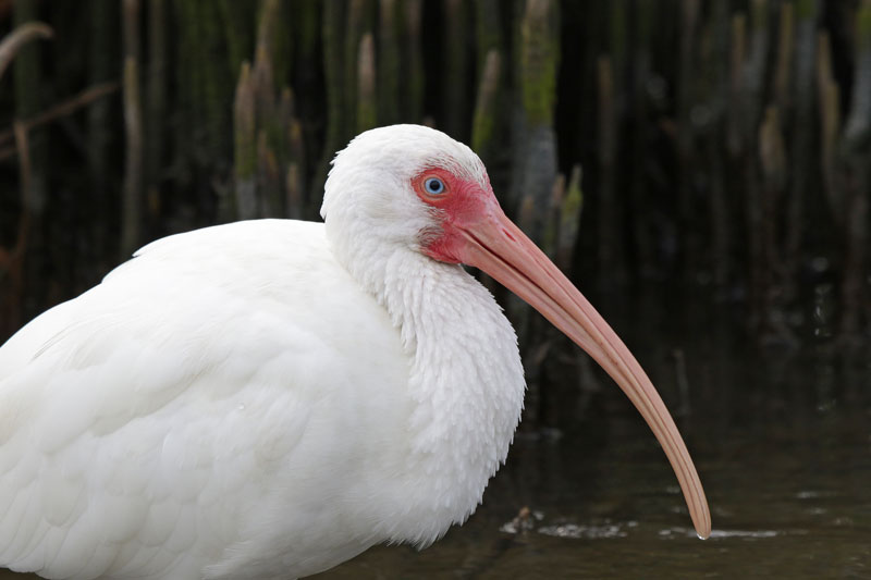 White Ibis