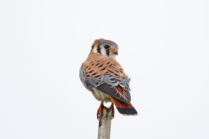 American Kestrel