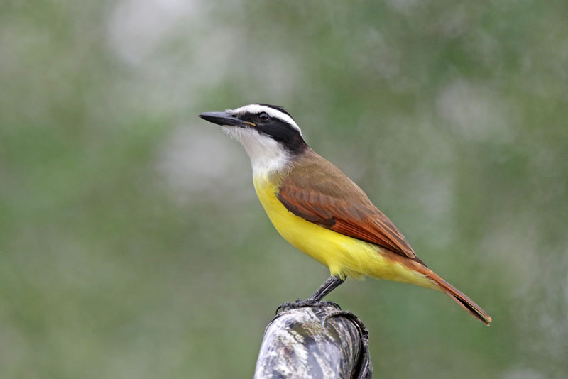 Great Kiskadee