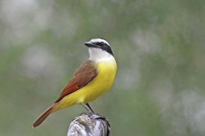 Great Kiskadee