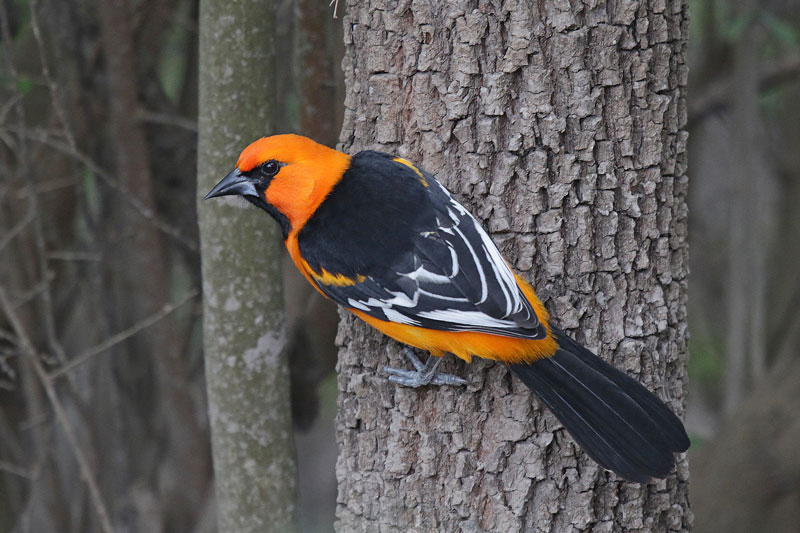 Altamira Oriole