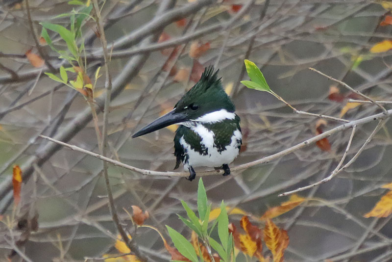 Amazon Kingfisher