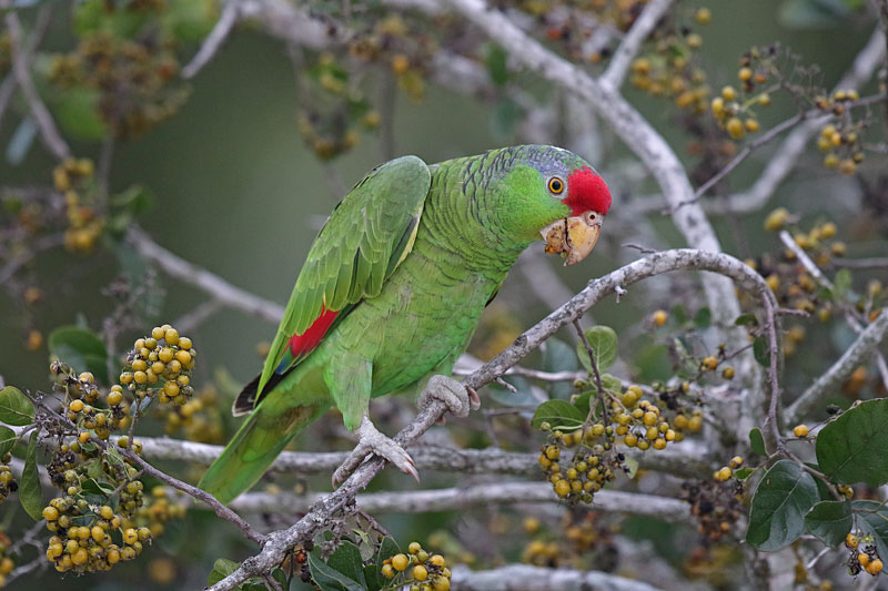 Red-crowned Parrot