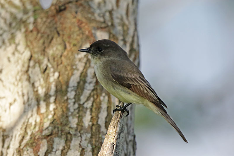 Eastern Phoebe