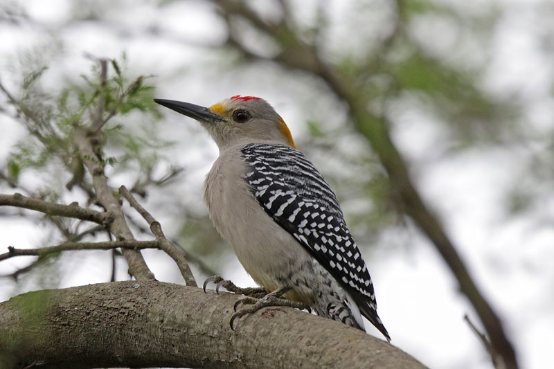 Golden-fronted Woodpecker