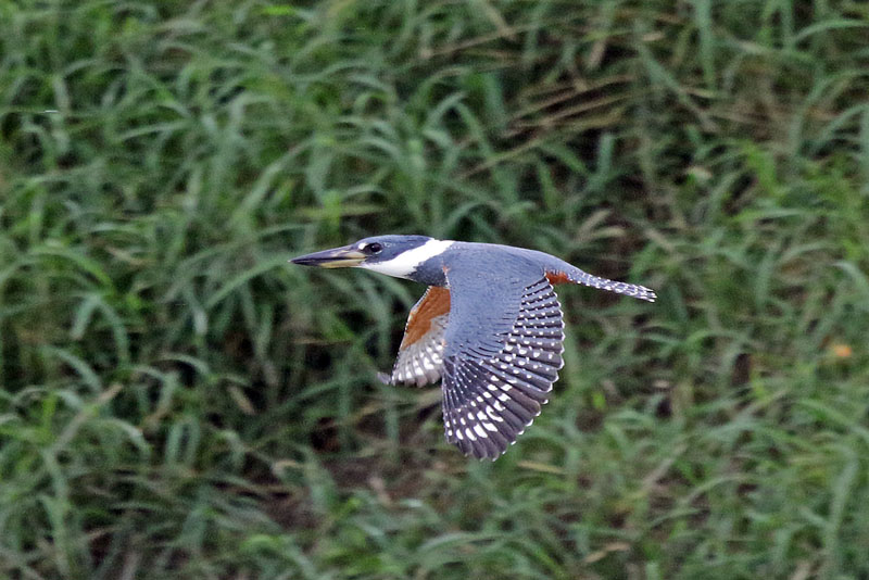 Ringed Kingfisher