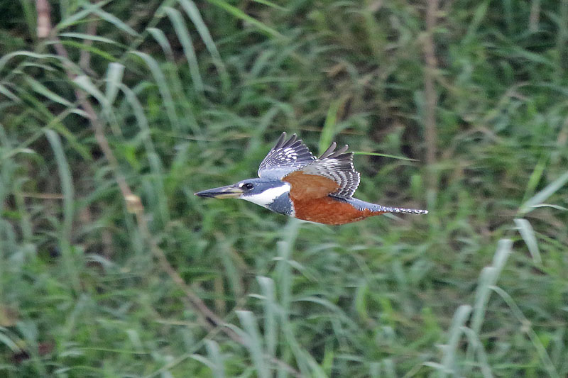 Ringed Kingfisher