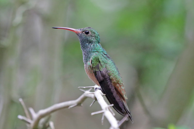 Buff-bellied Hummingbird