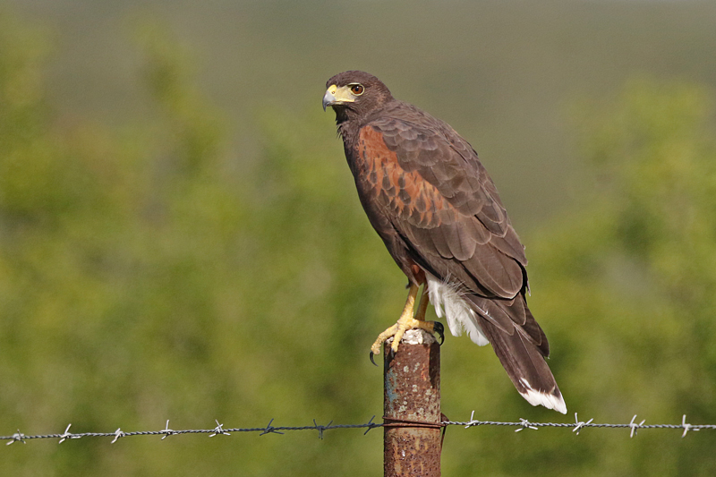 Harris's Hawk