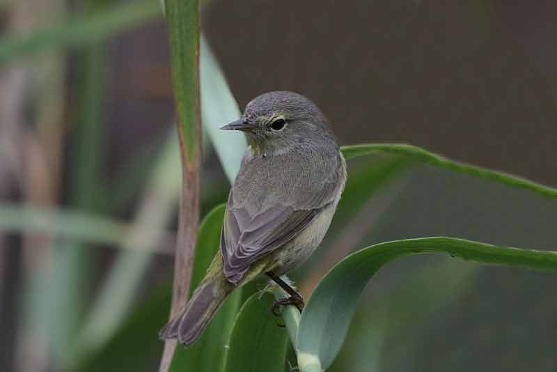 Orange-crowned Warbler