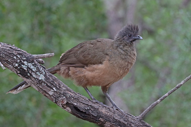 Plain Chachalaca