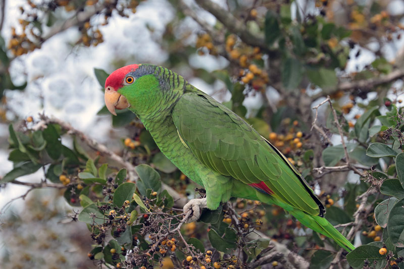 Red-crowned Parrot