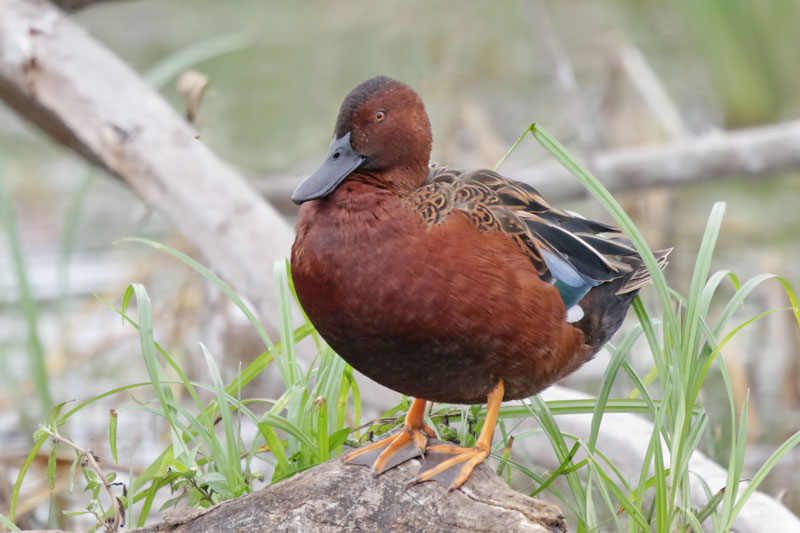 Cinnamon Teal