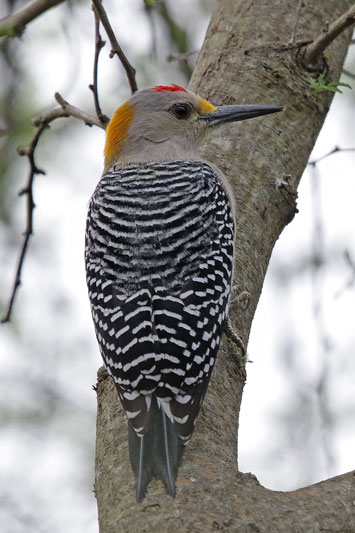 Golden-fronted Woodpecker