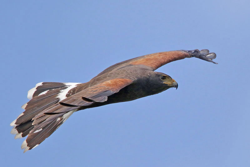 Harris's Hawk