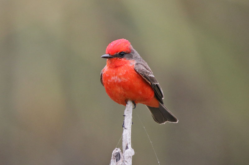 Vermilion Flycatcher