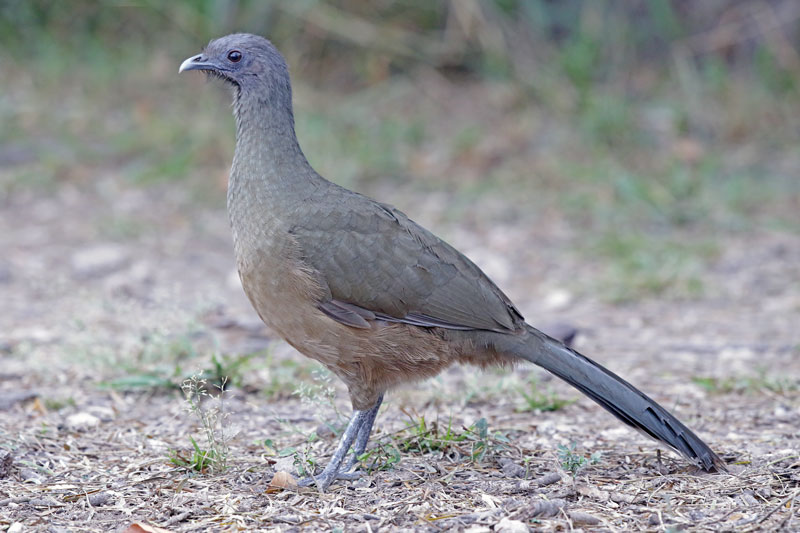 Plain Chachalaca