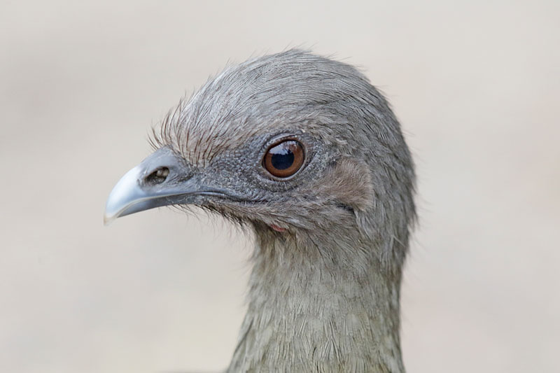 Plain Chachalaca