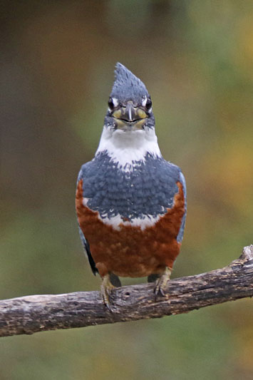 Ringed Kingfisher