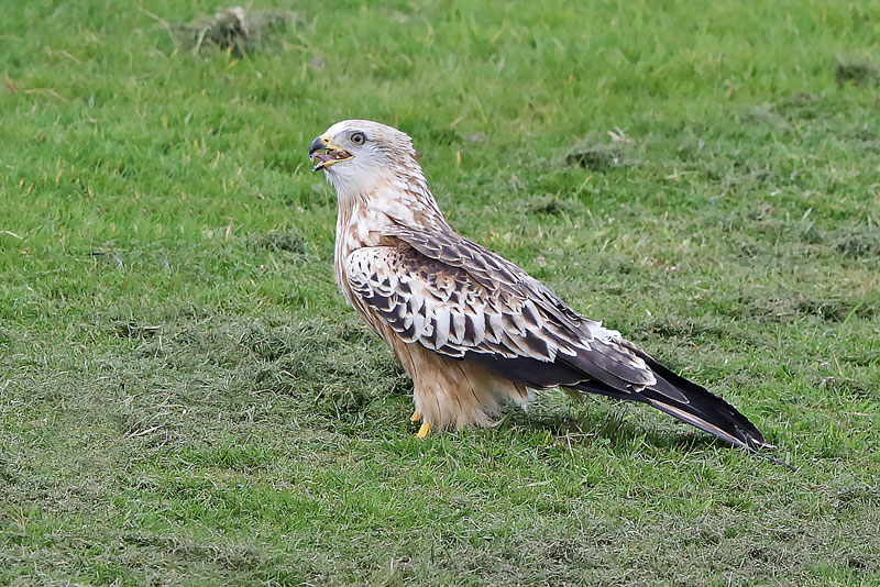 Red Kite