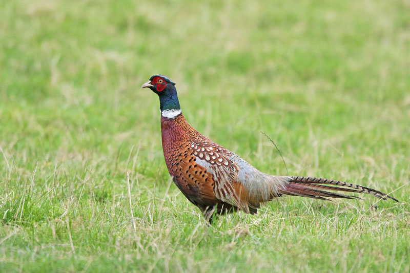 Ring-necked Pheasant