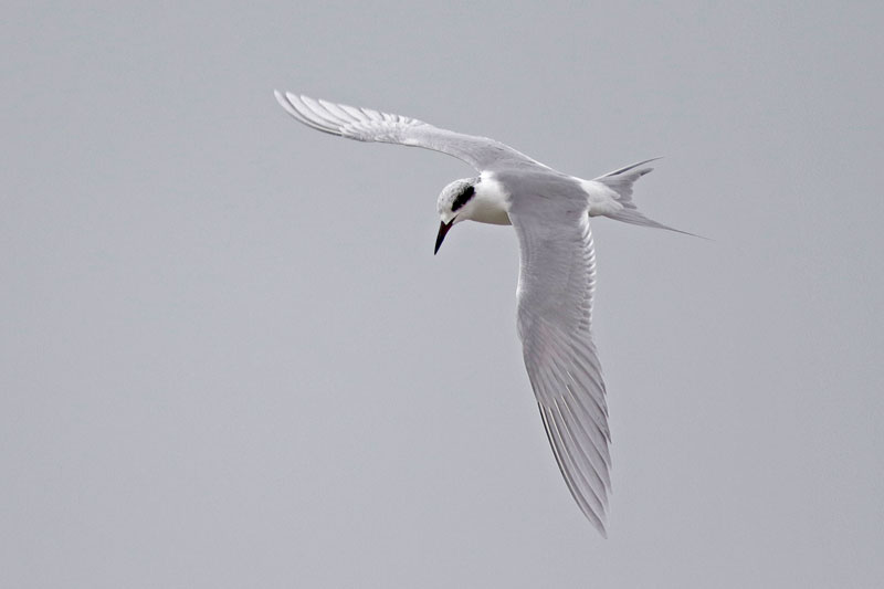 Foster's Tern