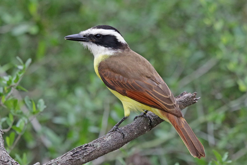 Great Kiskadee