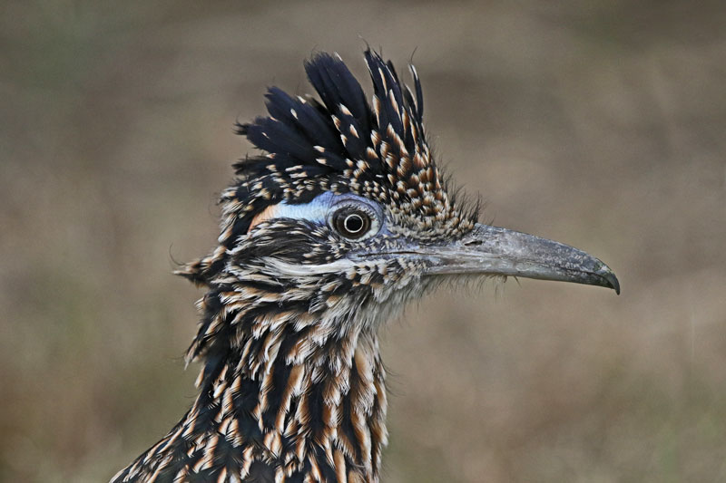 Greater Roadrunner