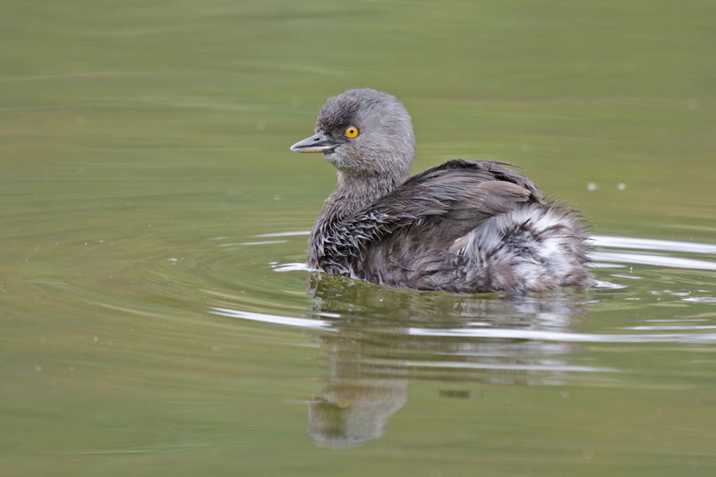 Least Grebe